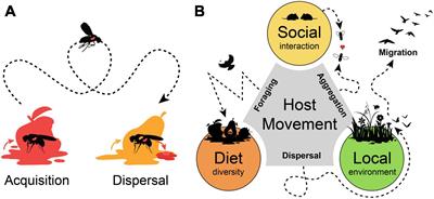 Bowel Movement: Integrating Host Mobility and Microbial Transmission Across Host Taxa